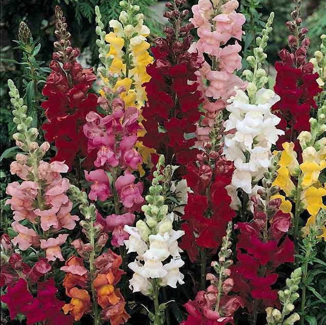 Snap Dragon - Flower Seeds - Tall Variety - Perfect for Stunning Cut Flowers