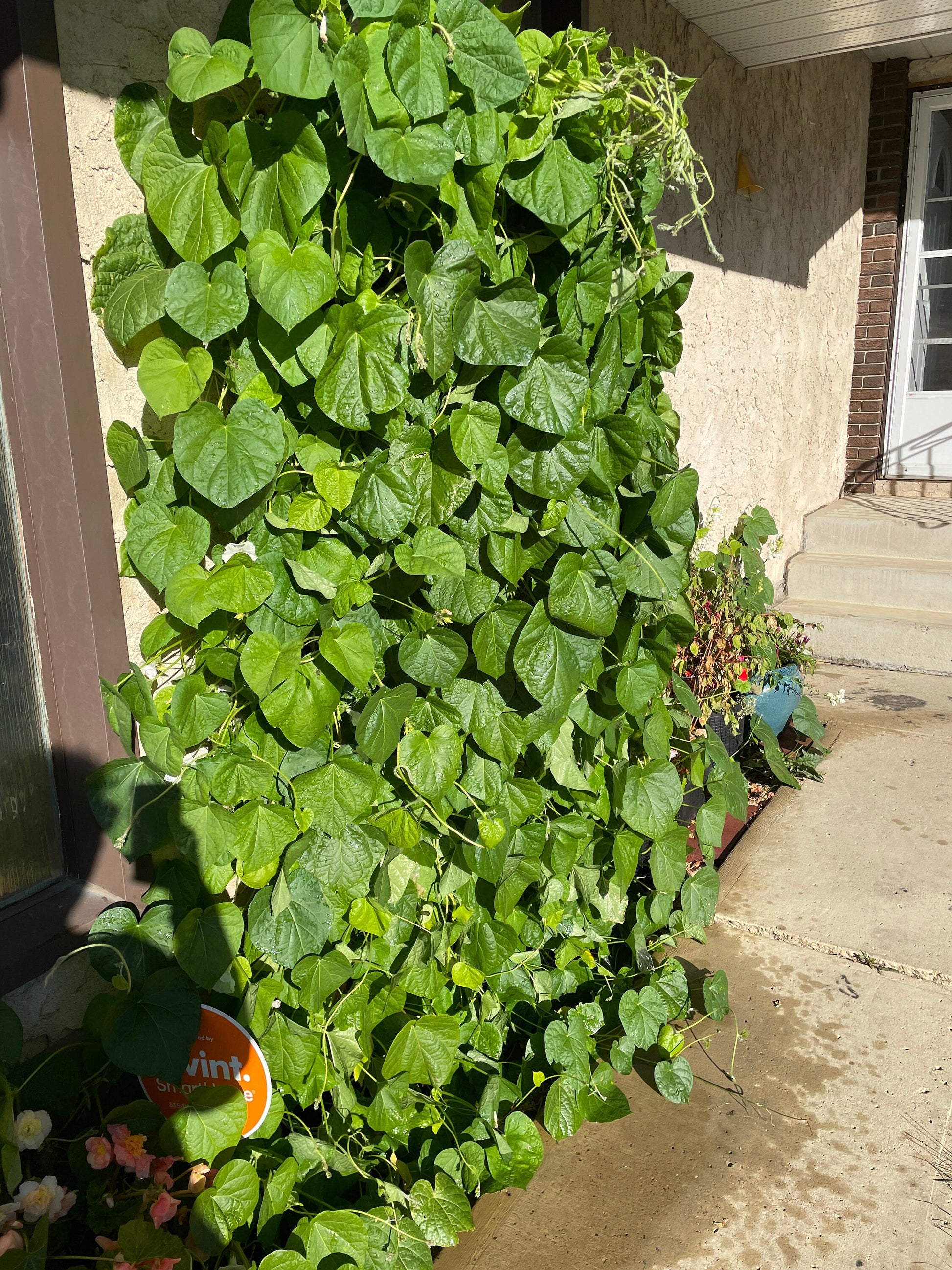 Morning Glory - Mixed Colours - Flower Seeds - Cultivate Elegance and Beauty in Your Garden