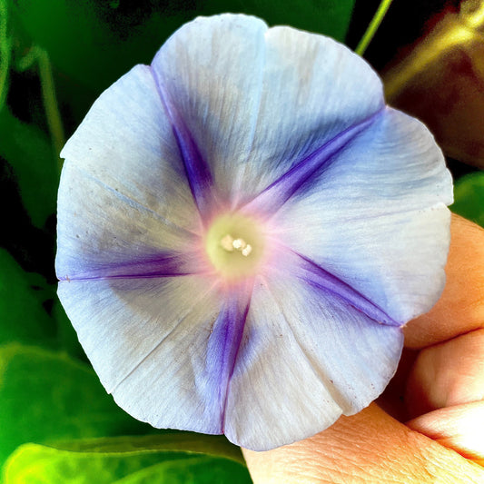 Morning Glory - Mixed Colours - Flower Seeds - Cultivate Elegance and Beauty in Your Garden