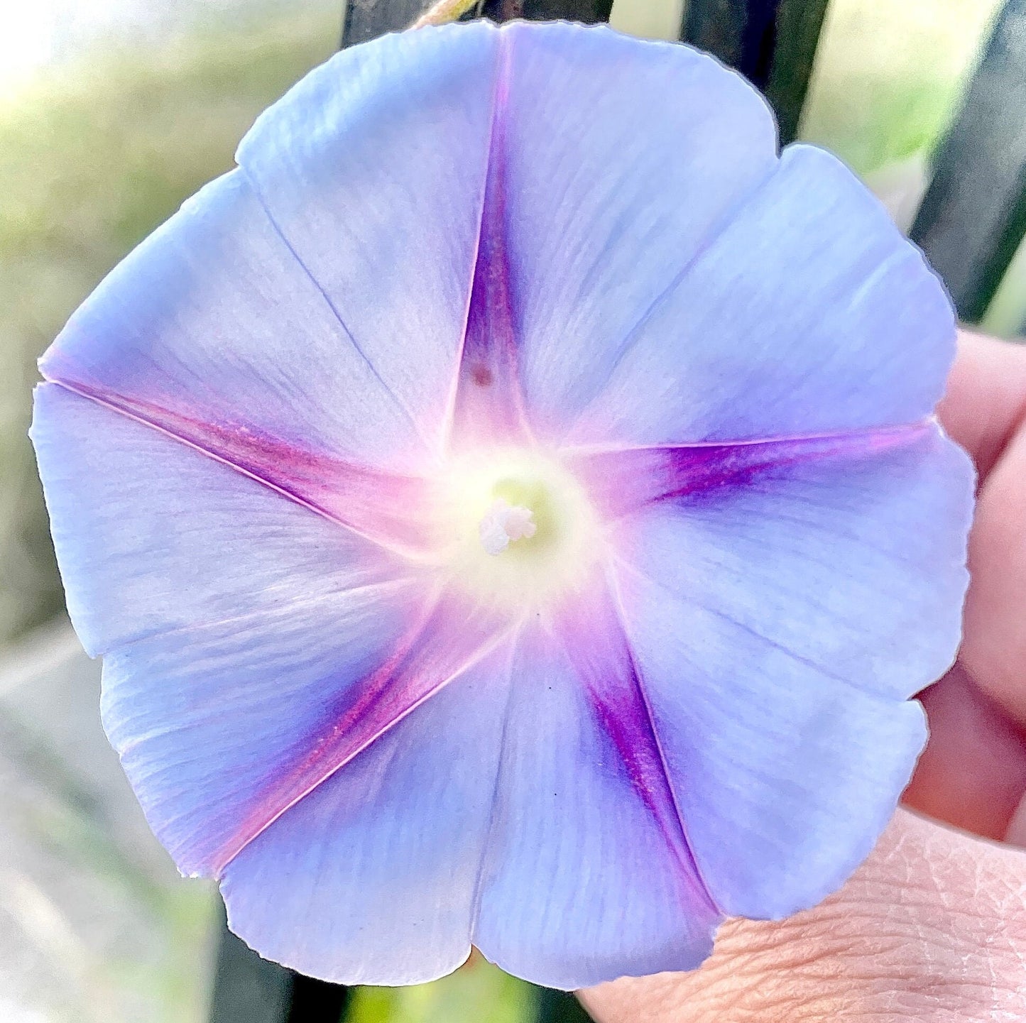 Morning Glory - Mixed Colours - Flower Seeds - Cultivate Elegance and Beauty in Your Garden