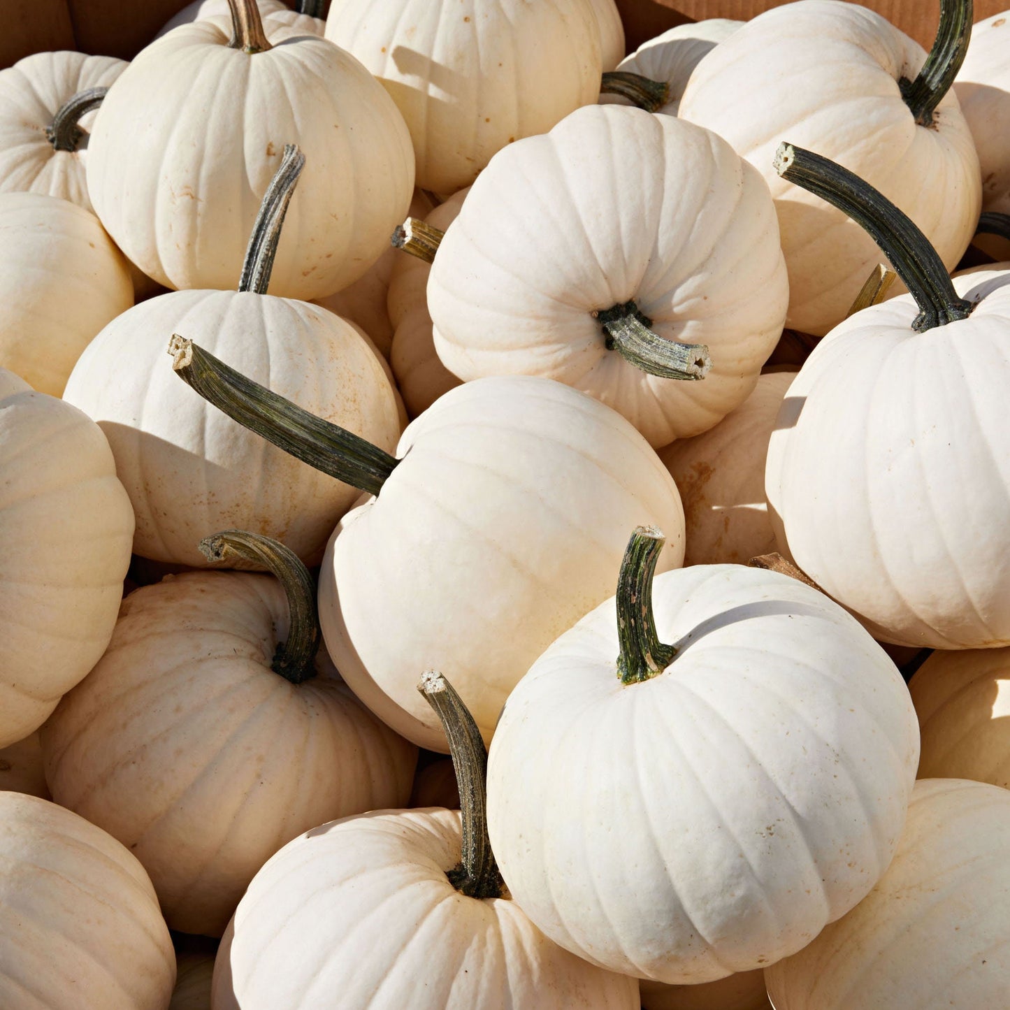 Pumpkin - Vegetable Seeds - SUPER MOON White Rare Seeds for Growing in your Garden