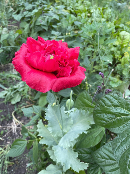 Seed Packets for Mother’s Day - Includes 10 Packages of Poppy Seeds