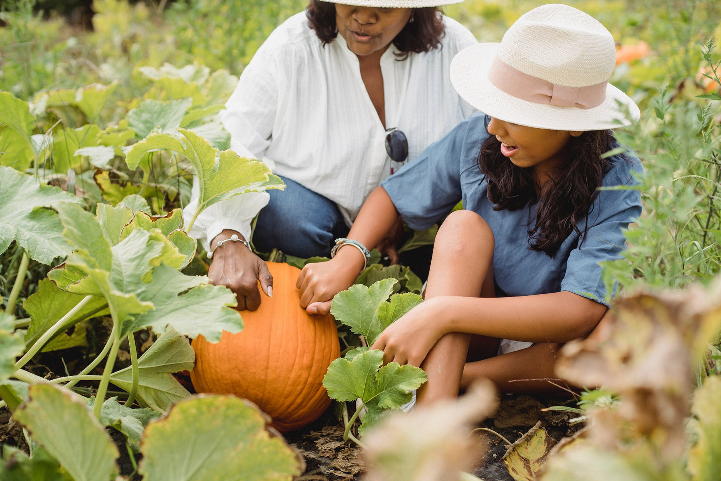 Pumpkin - Vegetable Seeds - Large Orange - Perfect for Carving at Halloween