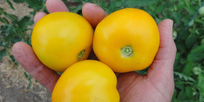 Tomato Seeds - Mixed Heirloom - ALL YELLOW varieties