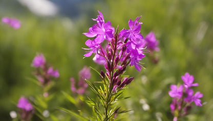 Fireweed - Flower Seeds