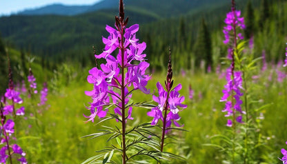 Fireweed - Flower Seeds