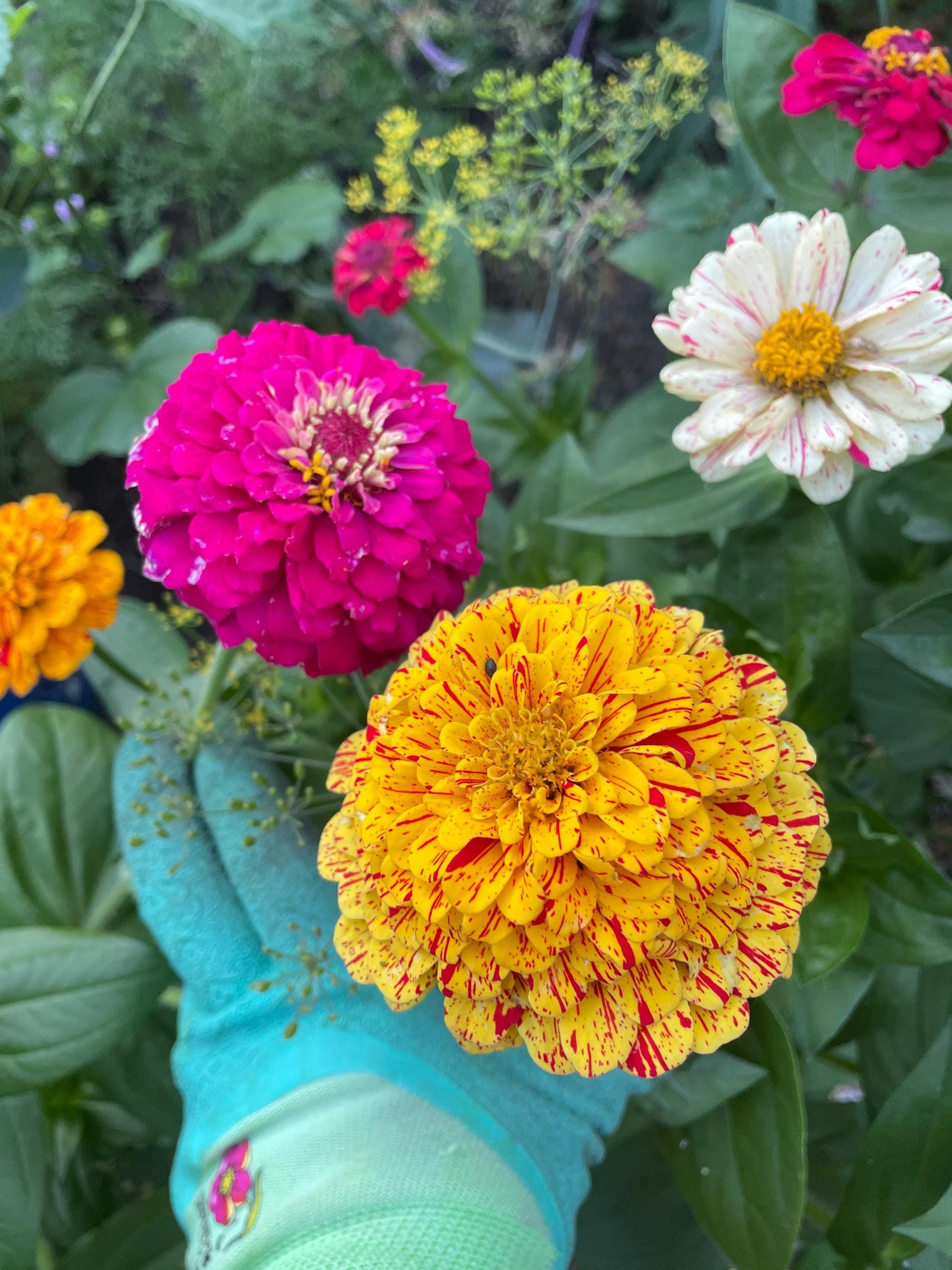 Flower Garden Starter Kit with Zinnia, Cosmo, and Sunflower seeds