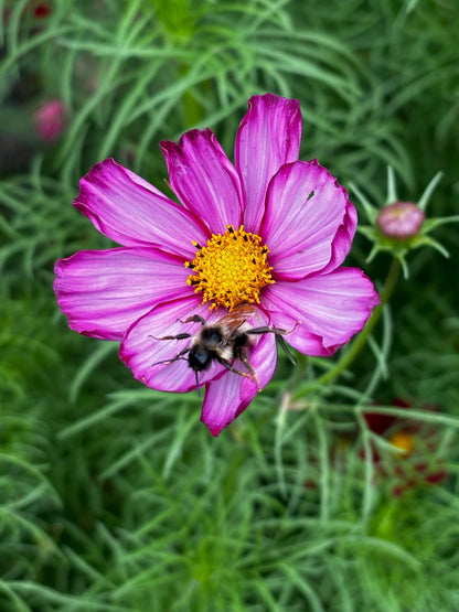 Flower Garden Starter Kit with Zinnia, Cosmo, and Sunflower seeds