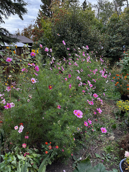 Flower Garden Starter Kit with Zinnia, Cosmo, and Sunflower seeds