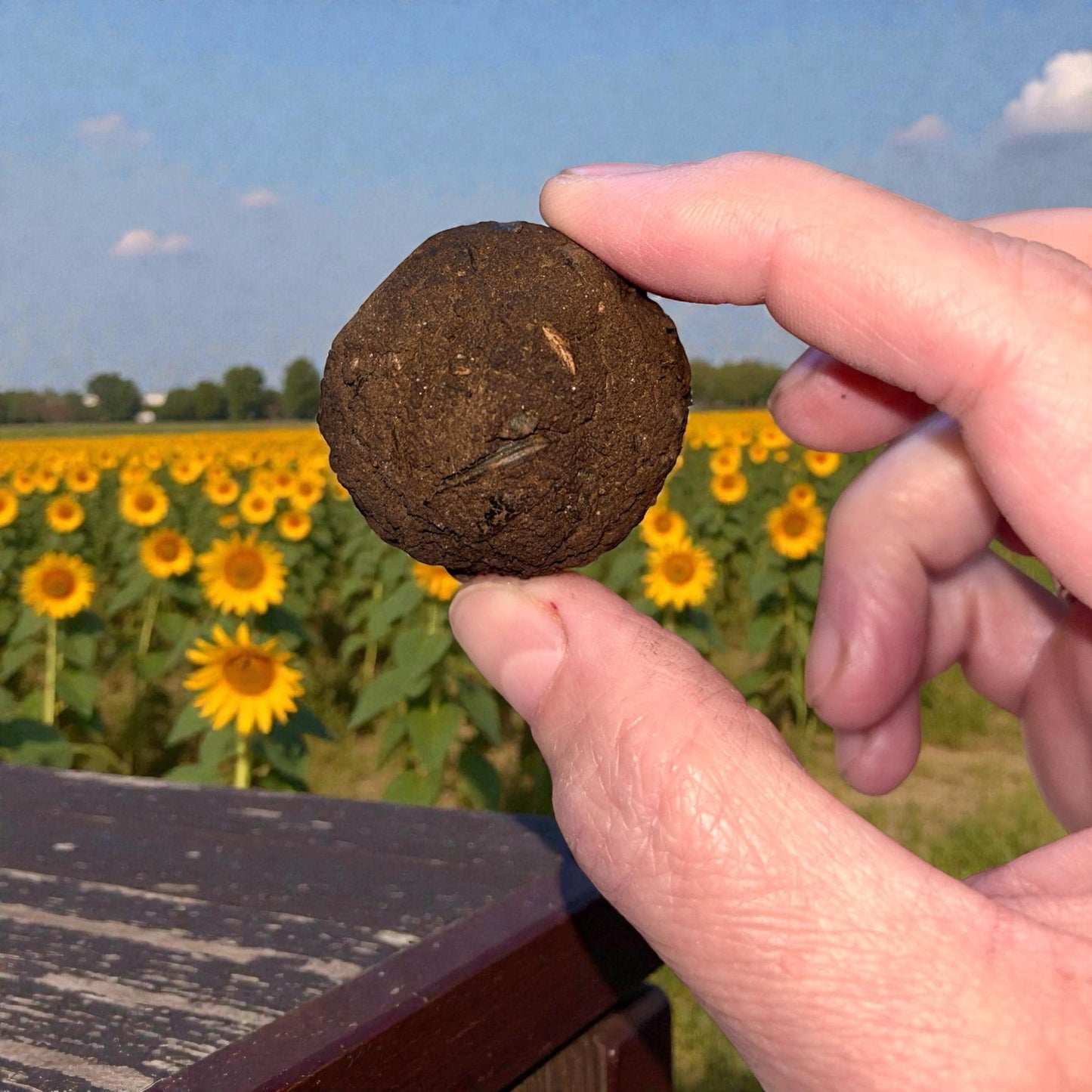 Sunflower Seed Bomb Box | Teacher Appreciation | Garden Party Favor | Grow Sunflowers