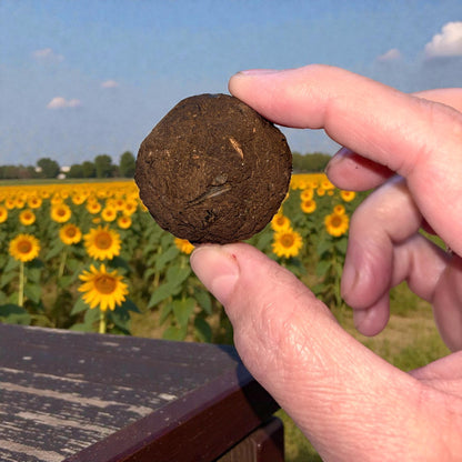 Sunflower Seed Bomb Box | Teacher Appreciation | Garden Party Favor | Grow Sunflowers