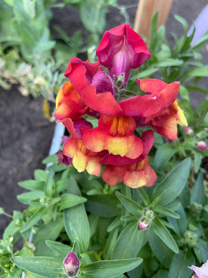 Snap Dragon - Flower Seeds - Short Variety - Perfect for Stunning Cut Flowers