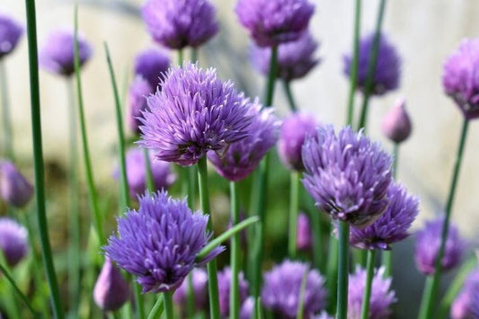 Chive - Herb Seeds