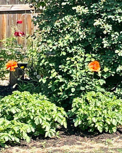 Giant Orange Oriental Poppy Flower Seeds