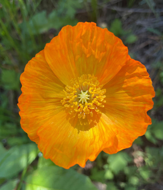 Poppy - Iceland - Flower Seeds - Yellow and Orange
