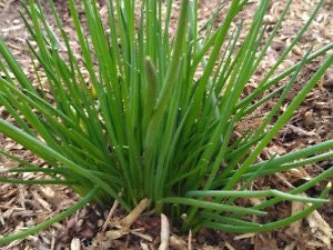 Chive - Herb Seeds