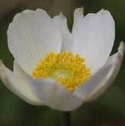 Snowdrop Windflower Anemone - Flower Seeds