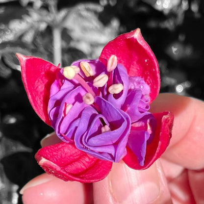 Fuschia Flower Seeds