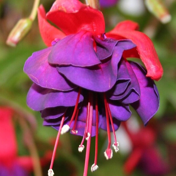Fuschia Flower Seeds