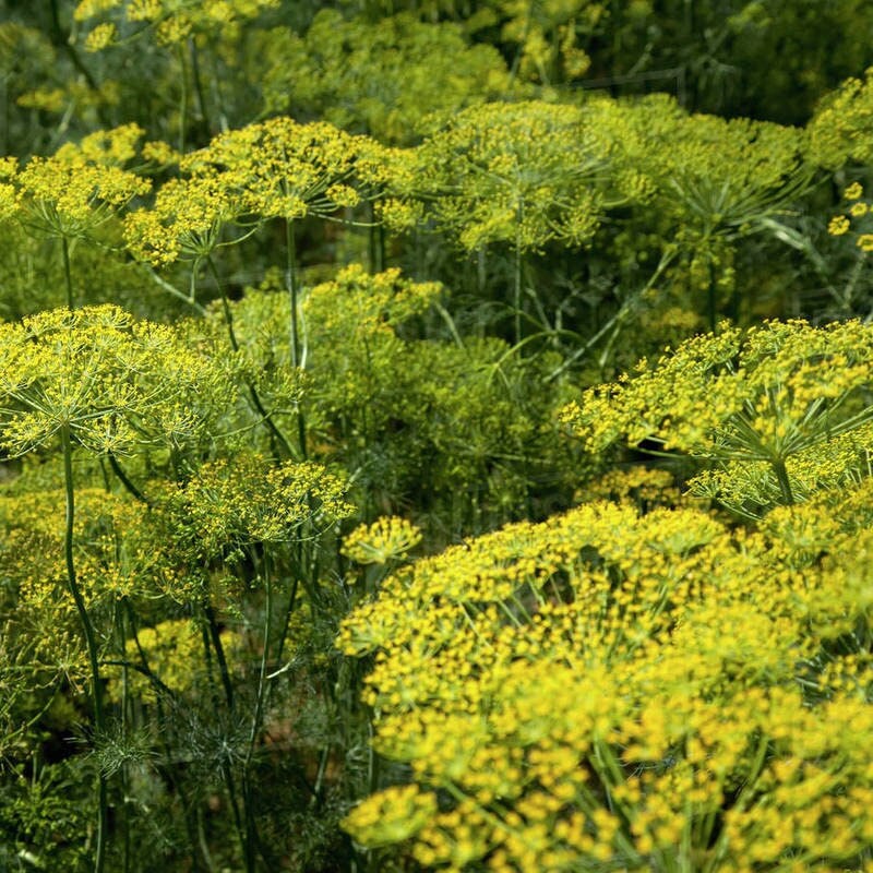 Dill - Herb Seeds