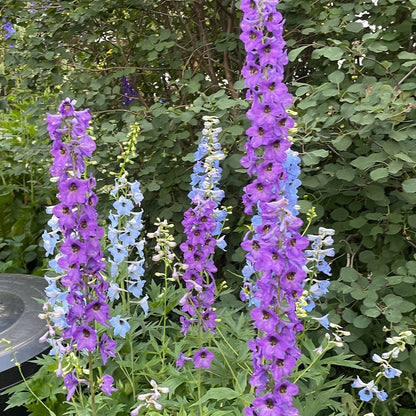Delphinium Seeds - Mixed Blue and Purple - Perennial - ZONE 3 - 9