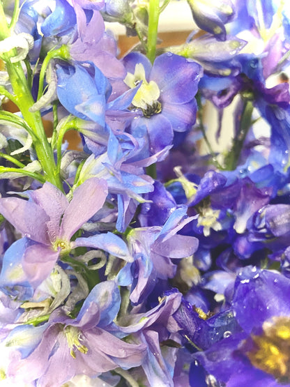 Delphinium Seeds - Mixed Blue and Purple - Perennial - ZONE 3 - 9