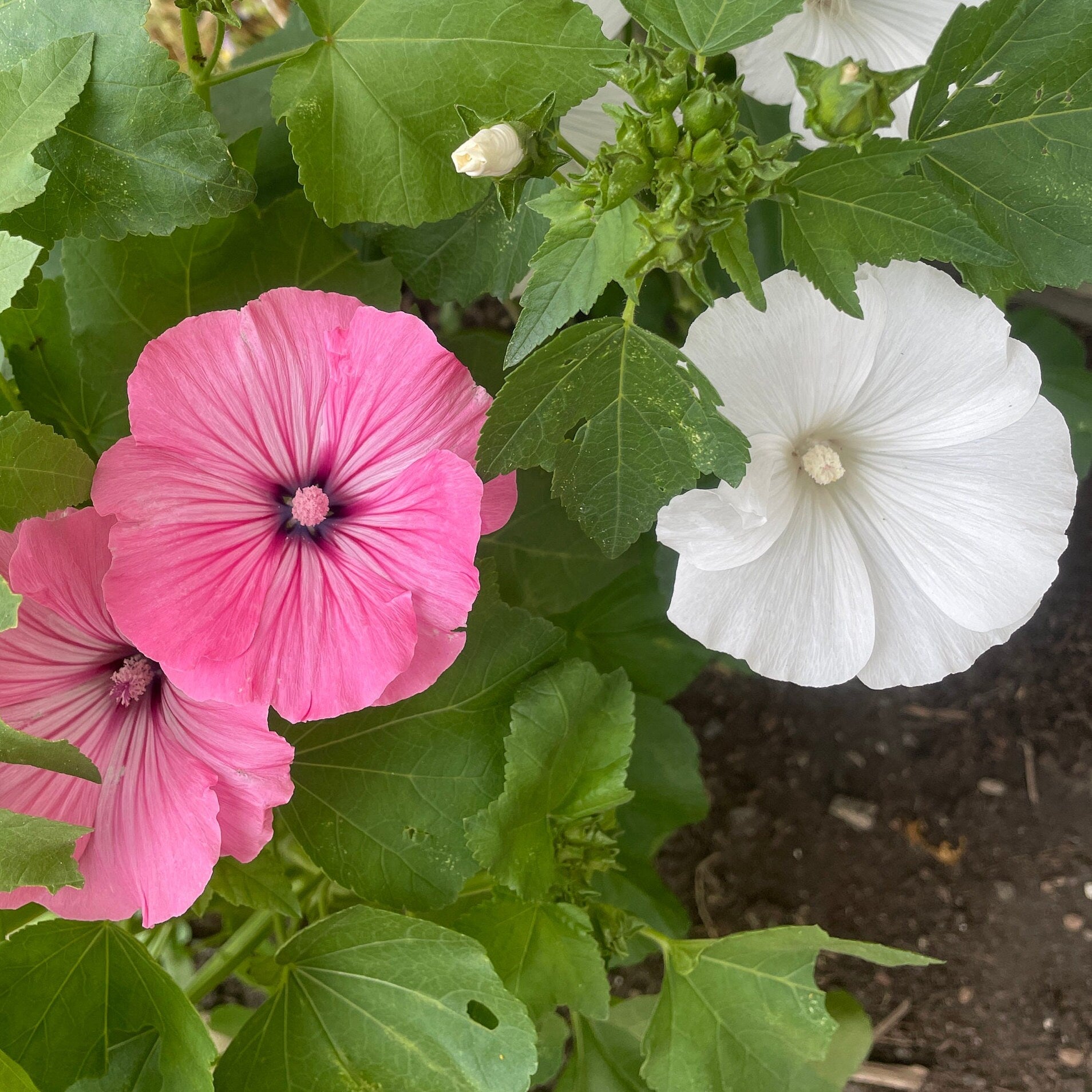 Lavatera - Flower Seeds - Pink and White Flowers