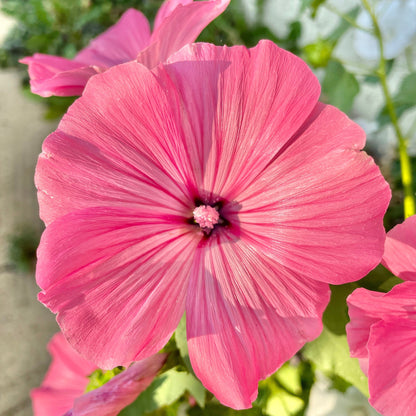 Lavatera - Flower Seeds - Pink and White Flowers