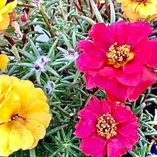 Portulaca (Purselane or moss rose) - Flower Seeds - BRIGHT yellow and pink drought tolerant blooms