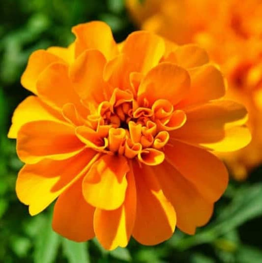 Marigold - Flower Seeds - BRIGHT yellow and orange large blooms