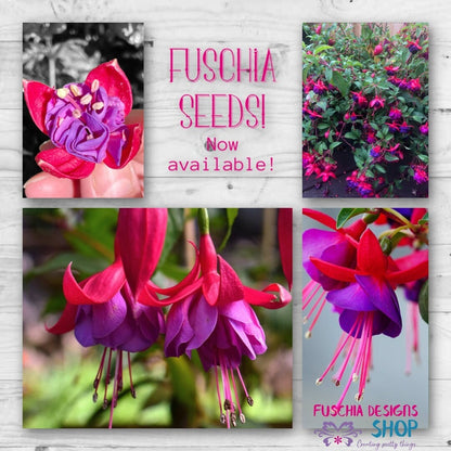 Fuschia Flower Seeds