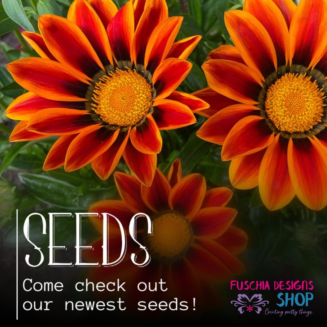 Snapdragon & Gazania Treasure Flower Seeds - Favourites Collection - Mixed Colours - 2 Packages of seeds