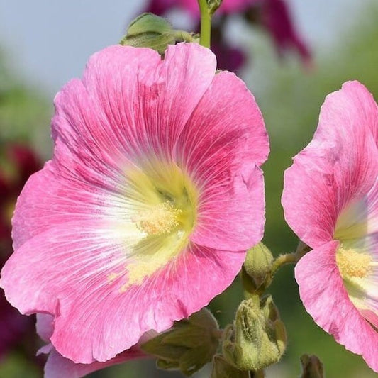 Hollyhock - Flower Seeds - Pink and White