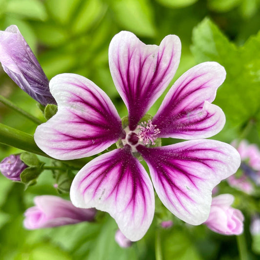 Malva (Zebrina Mallow) - Flower Seeds - Pink and White Flowers