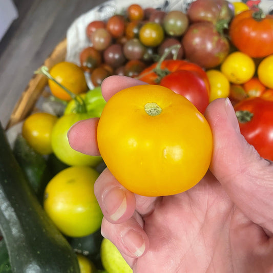 Tomato Seeds - Yellow Taxi - Heirloom - Medium Yellow Tomato