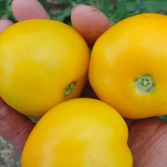 Tomato Seeds - Yellow Taxi - Heirloom - Medium Yellow Tomato