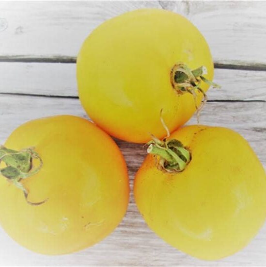 Tomato Seeds - Yellow Taxi - Heirloom - Medium Yellow Tomato