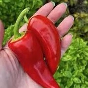 Pepper Seeds - Crimson Red Hot Pepper