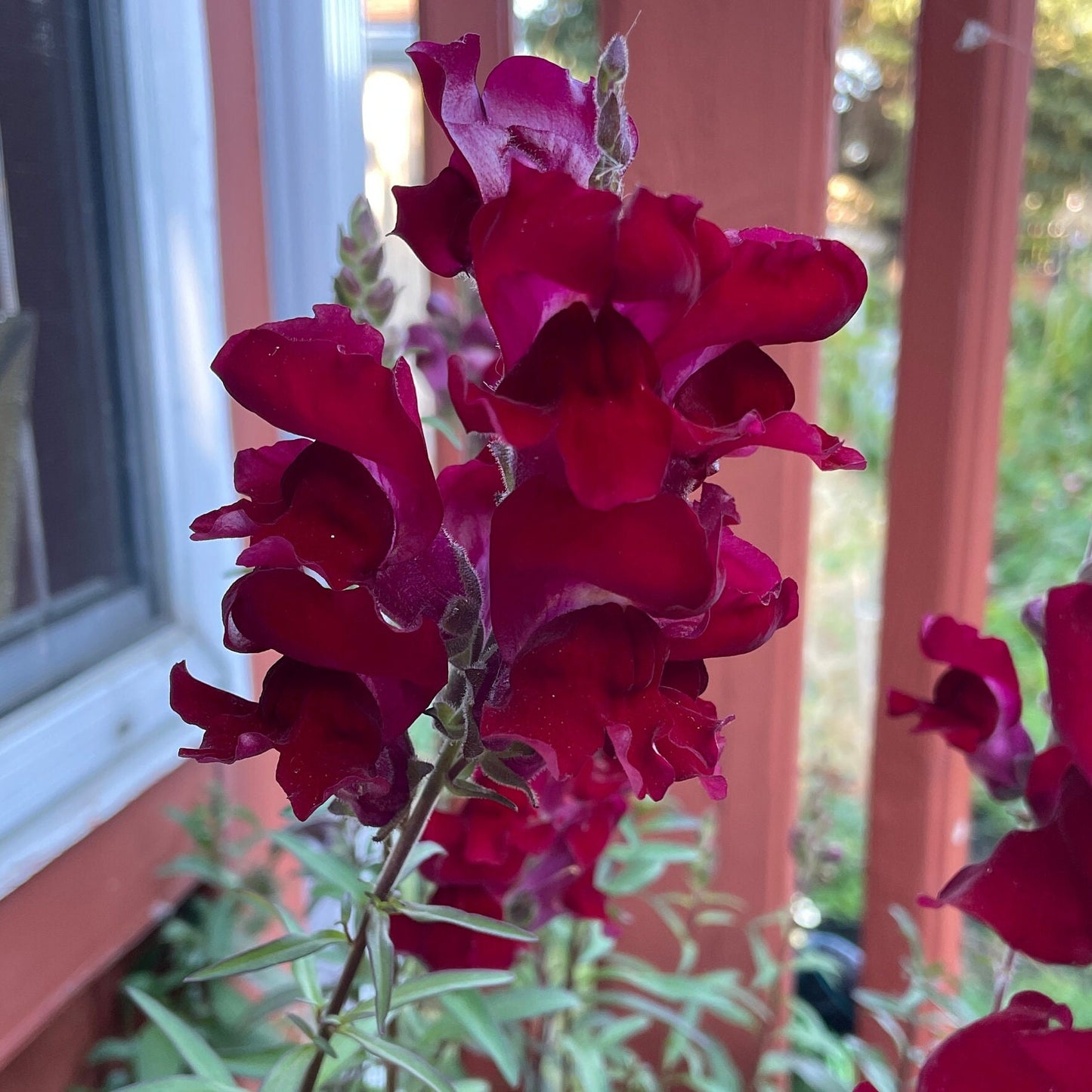Snap Dragon - Flower Seeds - Tall Variety - Perfect for Stunning Cut Flowers