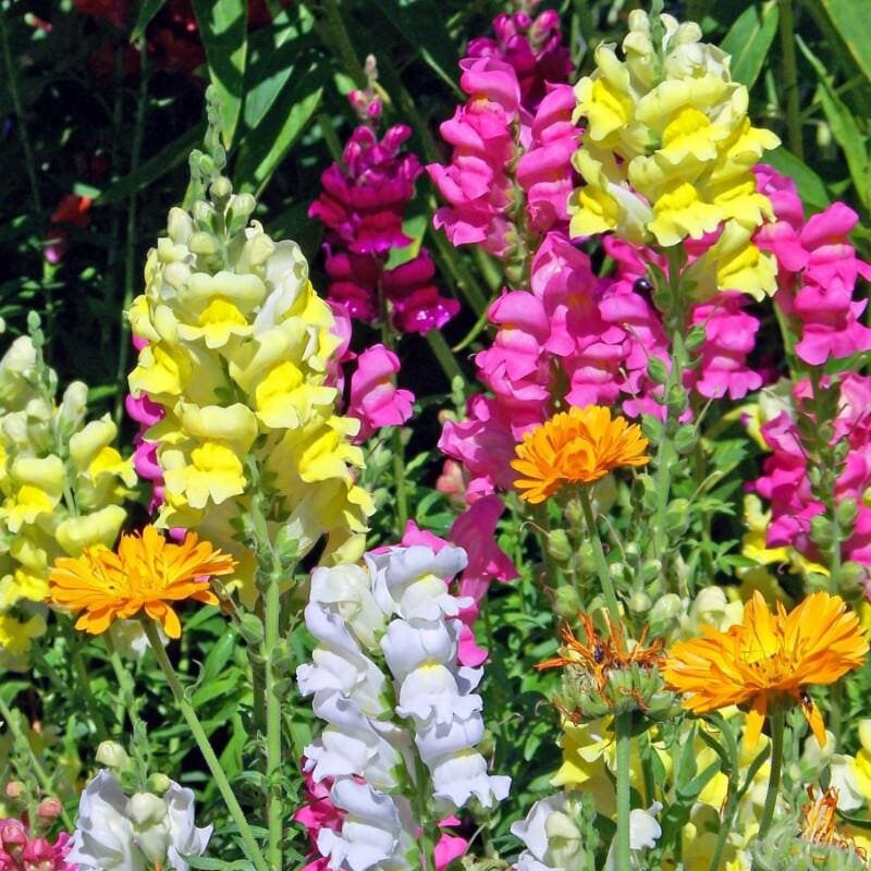 Snap Dragon - Flower Seeds - Tall Variety - Perfect for Stunning Cut Flowers