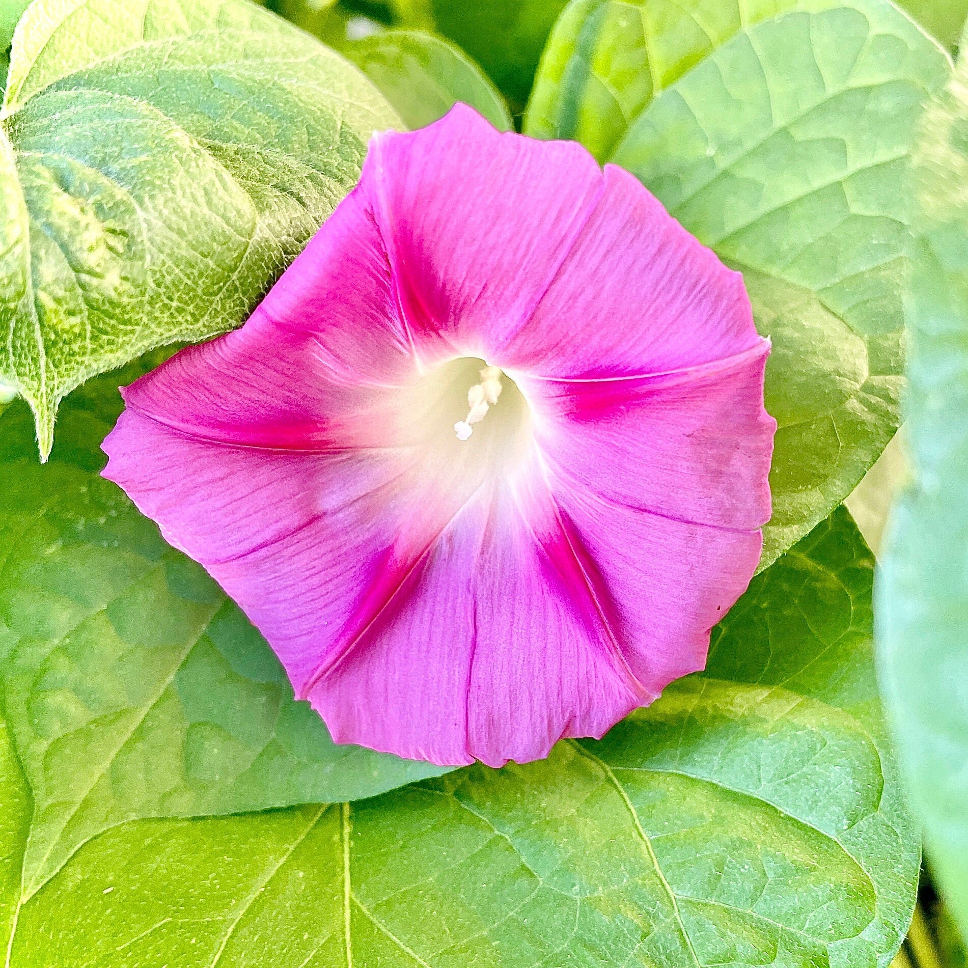 Morning Glory - Mixed Colours - Flower Seeds - Cultivate Elegance and Beauty in Your Garden