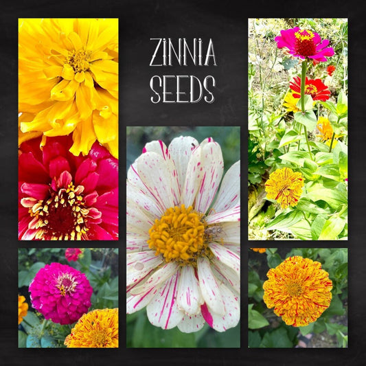Zinnia - Flower Seeds - Mixed - Unleash a Spectrum of Color in Your Garden