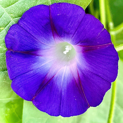 Morning Glory - Mixed Colours - Flower Seeds - Cultivate Elegance and Beauty in Your Garden