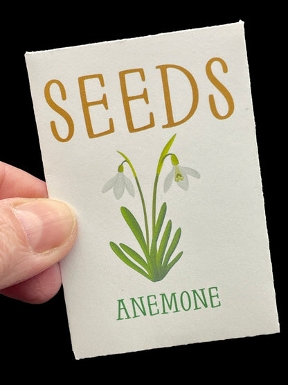 Snowdrop Windflower Anemone - Flower Seeds