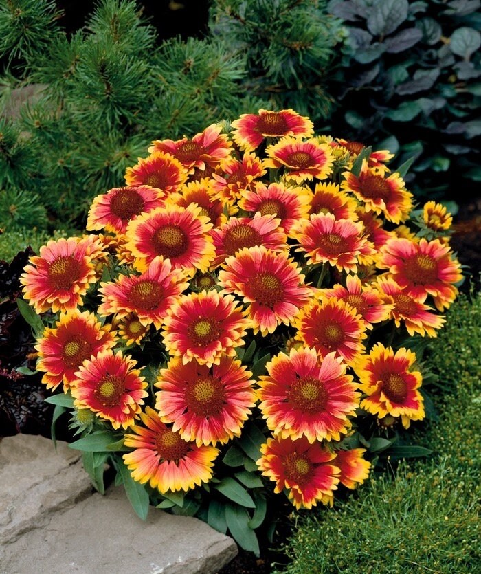 10 Pack - St. Patrick's Day seed package with Blanket Flower