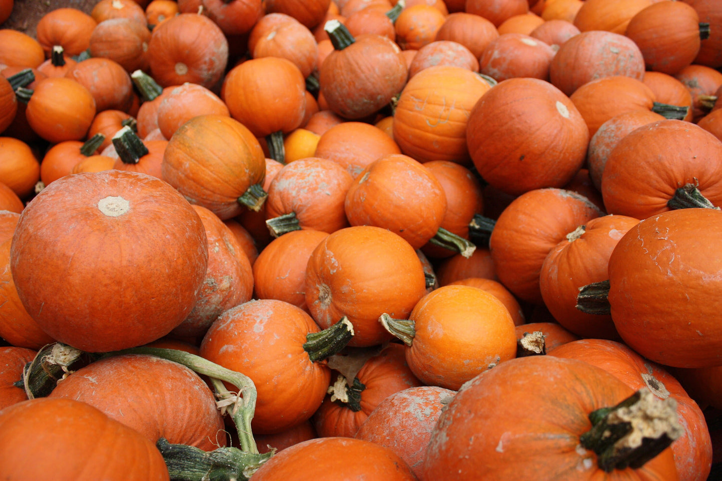 Pumpkin - Vegetable Seeds - Large Orange - Perfect for Carving at Halloween