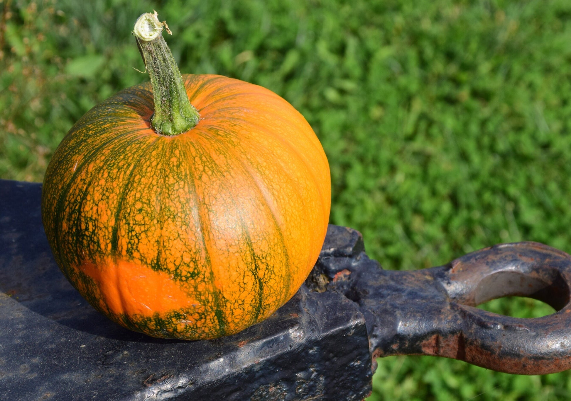 Pumpkin - Vegetable Seeds - Large Orange - Perfect for Carving at Halloween